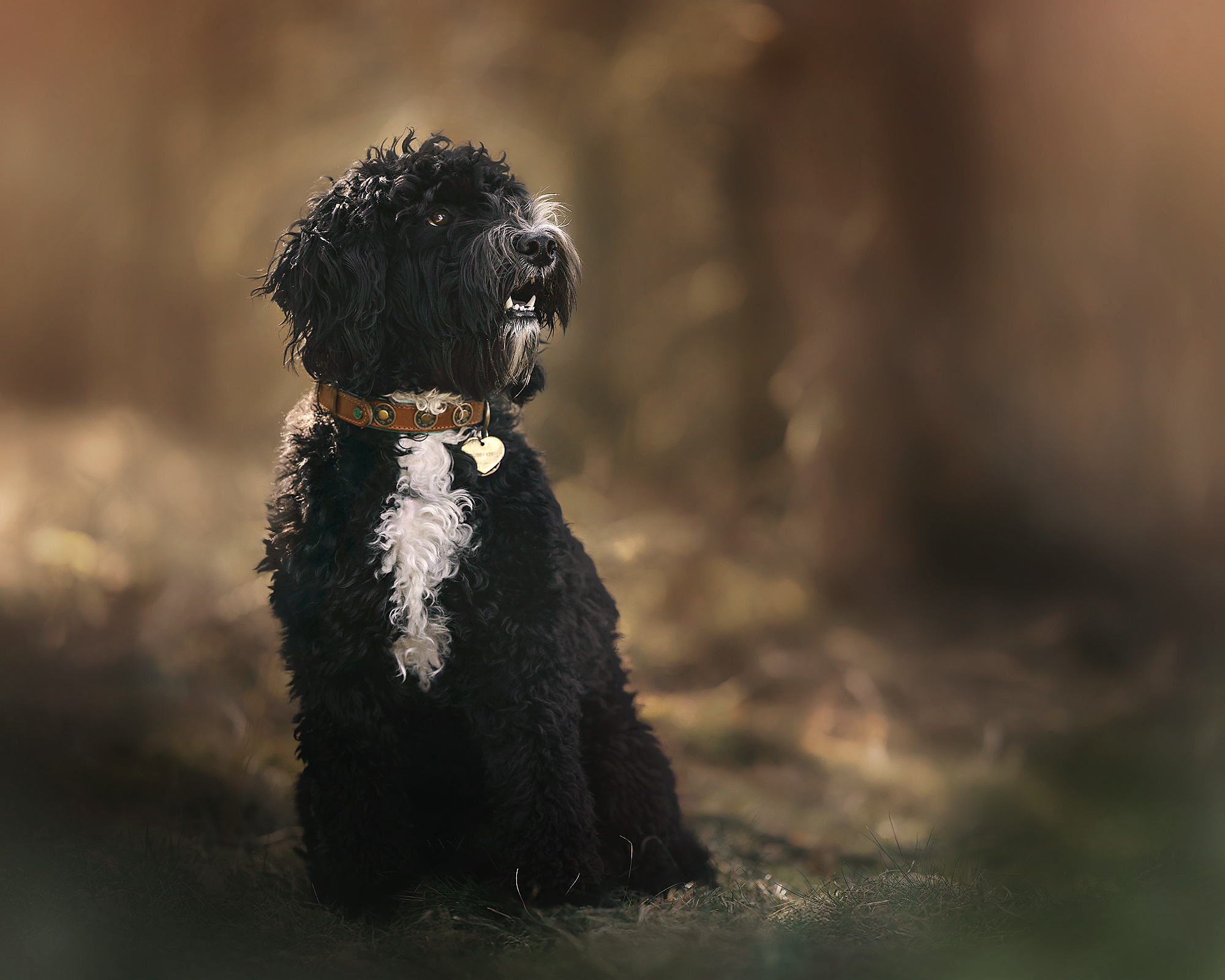 BobbyKootwijk-small zwarte barbet of labradoodle in het bos door hondenfotograaf Willie Kers uit Apeldoorn